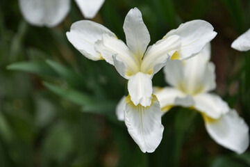 Cluster of Flowering White Siberian Iris Flowers