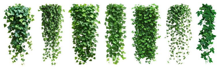 PNG Lush cascading green ivy vines, element set on transparent background