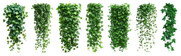 PNG Lush cascading green ivy vines, element set on transparent background