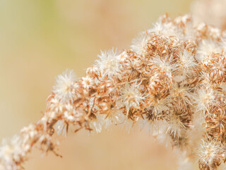 綿毛が光る枯れた野草02