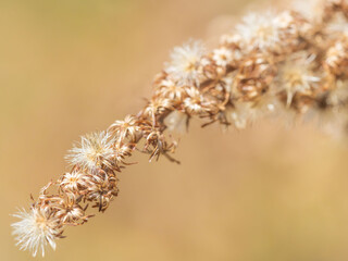 綿毛が光る枯れた野草03