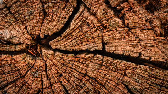 Baumstamm Holzprofil Jahresringe
