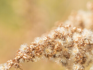 綿毛が光る枯れた野草07