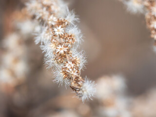綿毛が光る枯れた野草11