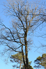 Tree trunk with bare branches and twigs in an european forest against blue sky on a sunny day, natural trees woodland landscape background