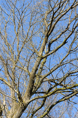 Tree trunk with bare branches and twigs in an european forest against blue sky on a sunny day, natural trees woodland landscape background