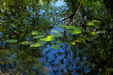 grass and water lilies in the lake in the shade