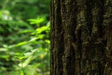 nettle leaves in a dark forest
