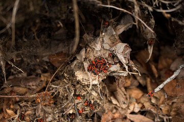 photo of a beautiful Pyrrhocoris apterus on a background of sand