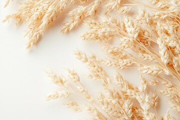 Wheat stems create a textured border on a plain background for agriculture uses