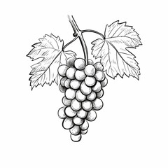 Obraz premium The bunch of grapes with two grape leaves, grape, front view, an icon, a simple black and white sketch on a white background, a picture, an image for printing on a T-shirt, without people