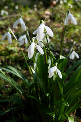 Fototapeta premium Snowdrop flowers, Galanthus nivalis, close-up. Beautiful white snowdrop flowers in the garden on a sunny spring day