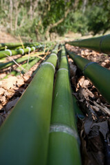 Fototapeta premium Bamboo plantation in the forest, close up of bamboo trunks. Bamboo trunks lying on the ground