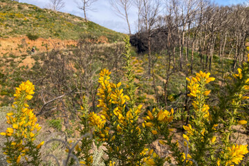 Hiking on trail along abandoned open-pit mine and burnt trees near Mijas, Spain 