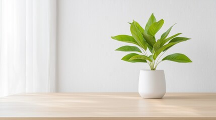 Minimalist Plant on Wooden Surface
