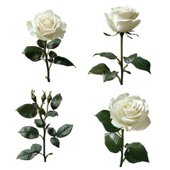 Set of Beautiful White Roses Isolated on White Background, Perfect for Floral Designs and Wedding Arrangements in PNG Format