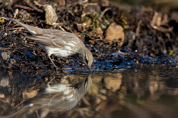 Uno spioncello (Anthus spinoletta) esplora il terreno vicino a una pozza d'acqua alla ricerca di vermi da mangiare.