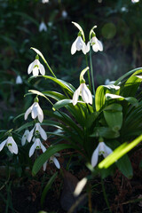 Snowdrop flowers, Galanthus nivalis, close-up. Beautiful white snowdrop flowers in the garden on a sunny spring day