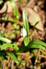 Snowdrop flower, Galanthus nivalis, close-up. Beautiful white snowdrop flower in the garden on a sunny spring day