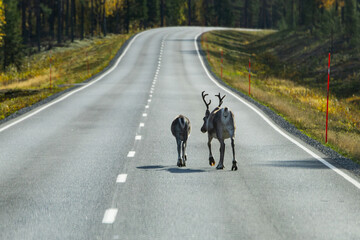 Reindeers in Autumn in Lapland, Northern Finland. Europe © Alberto Gonzalez 