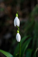 Fototapeta premium Snowdrop flowers, Galanthus nivalis, close-up. Beautiful white snowdrop flowers in the garden on a sunny spring day