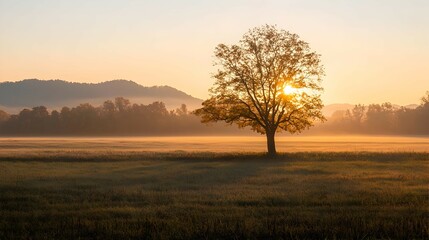 Obraz premium Solitary Tree in Misty Field at Sunrise