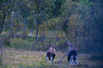 Moose grazing in the wild in Lofoten Islands, Norway, surrounded by autumn vegetation and trees.