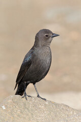 Brewers Blackbird female, coastal California, USA
