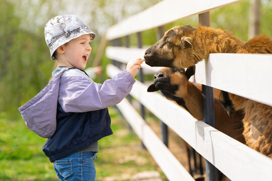 Naklejki Happy caucasian toddler boy feeds a sheep in a petting zoo. Be closer to animals and nature. Focus on the goat. Selective focus