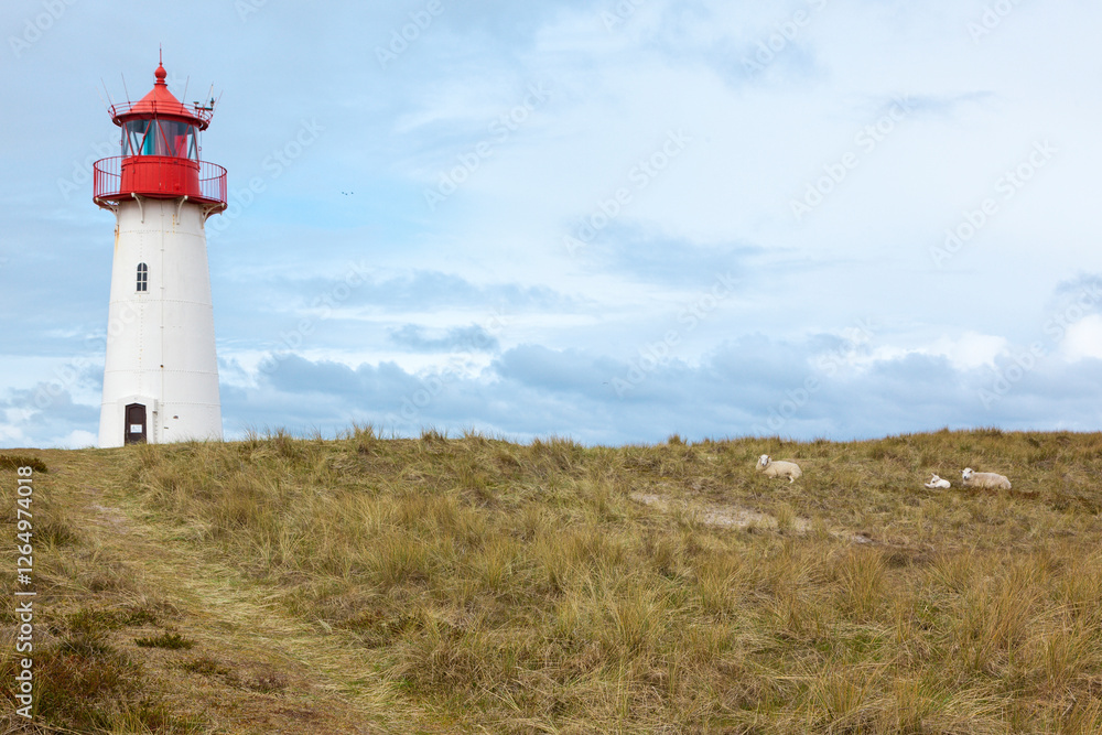 Wall mural Western lighthouse in the dunes of List, Sylt. Northernmost building and oldest lighthouse in Germany. Sheep lying nearby.