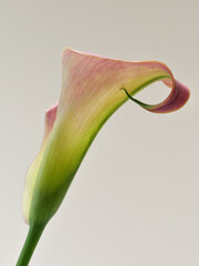 カラー　calla