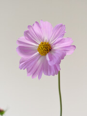 ピンク色のコスモス