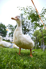 duck on the grass
