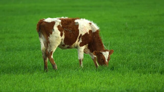 Dairy Cows grazing on green grass in spring, in Australia.