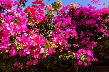 des arbustes fleuris dans la ville de Dakar au Sénégal en Afrique © Pierre Laborde 
