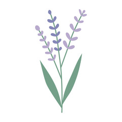 Lavender, flower, plant. Vector flat illustration, on a white background.