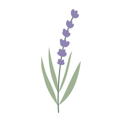 Lavender, flower, plant. Vector flat illustration, on a white background.