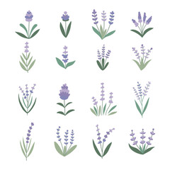 Lavender set. Vector flat illustration, on a white background.