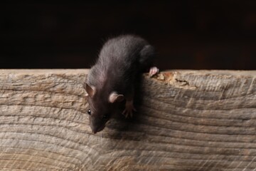 Grey rat on wooden plank. Pest control