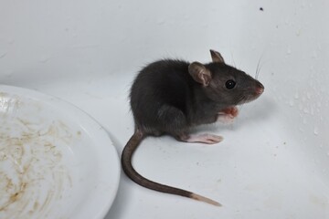 Grey rat and dirty plate in sink. Pest control