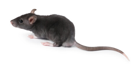 Little rat on white background. Cute pet