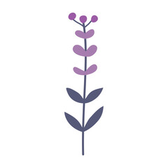 Lavender, flower, plant. Vector flat illustration, on a white background.