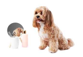 Cute dog and grooming tools on white background