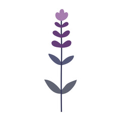 Lavender, flower, plant. Vector flat illustration, on a white background.