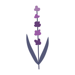 Lavender, flower, plant. Vector flat illustration, on a white background.