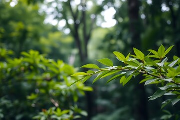 Obraz premium Close-Up of green leaves on a branch in a forest, lush forest 