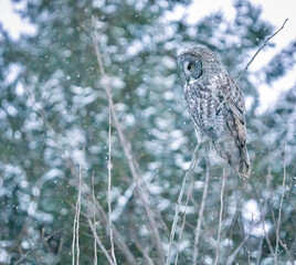 Great Gray Owl in a winter storm