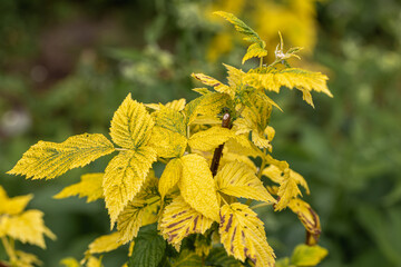 Raspberry plant with yellow leaves, green veins. Nutrient deficiency. Probably lack of iron.