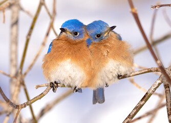 a pair of juvenile blue birds cuddling together on a cold wintes day