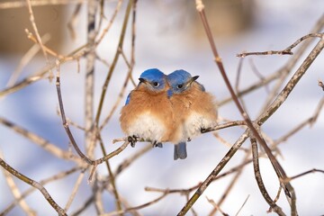 a pair of juvenile blue birds cuddling together on a cold wintes day